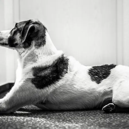 Baumwipfel וילינגן