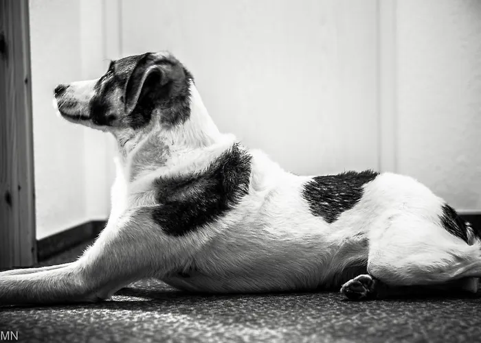 Baumwipfel Willingen (Upland)